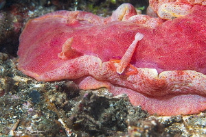 Emperor Shrimp on Spanish Dancer/Photographed with a Cano... by Laurie Slawson 